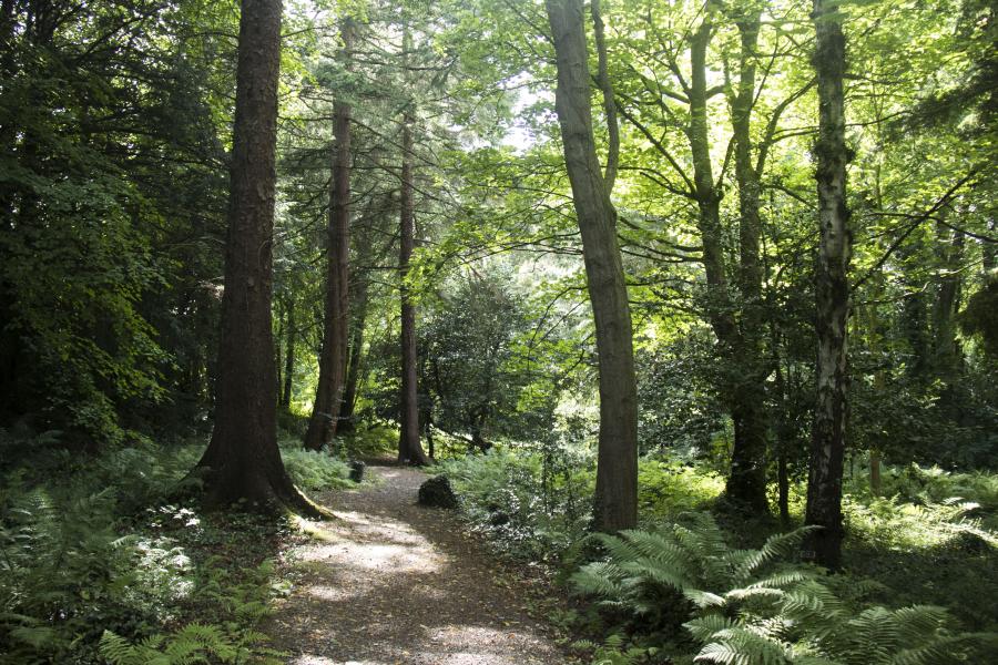 Arboretum at Treborth Botanic Garden