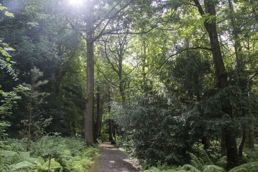 Arboretum at Treborth Botanic Garden