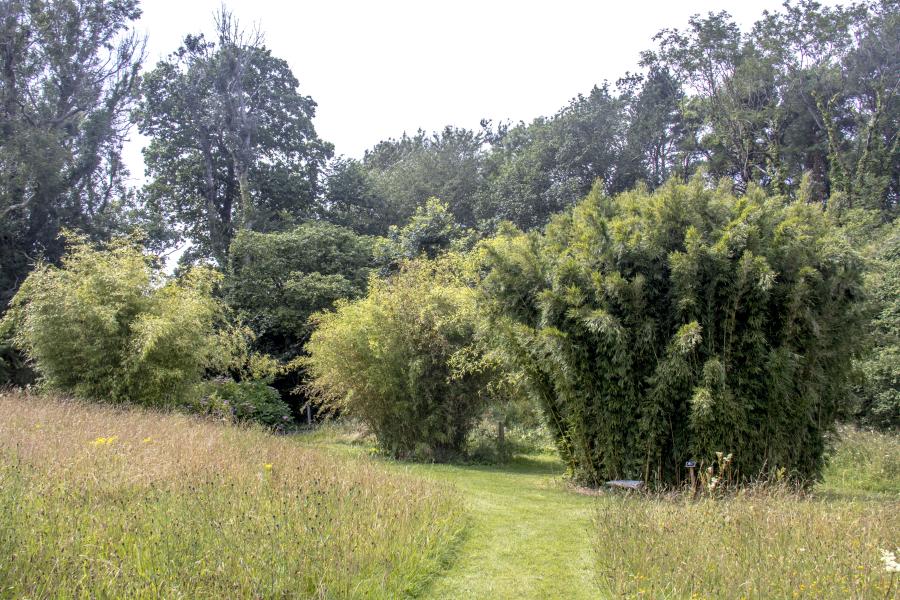 The Bamboo Garden at Treborth Botanic Garden