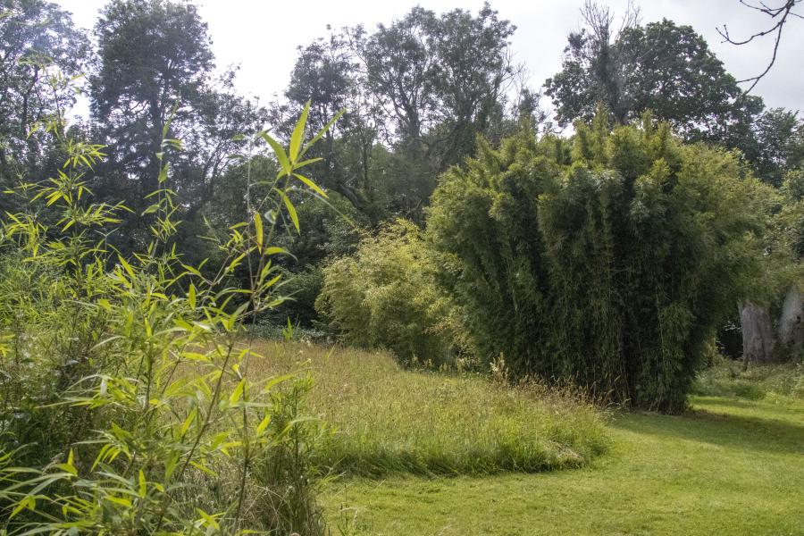 The Bamboo Garden at Treborth Botanic Garden