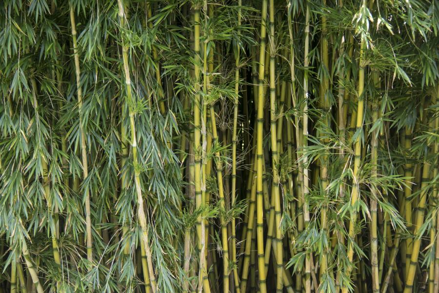 The Bamboo Garden at Treborth Botanic Garden