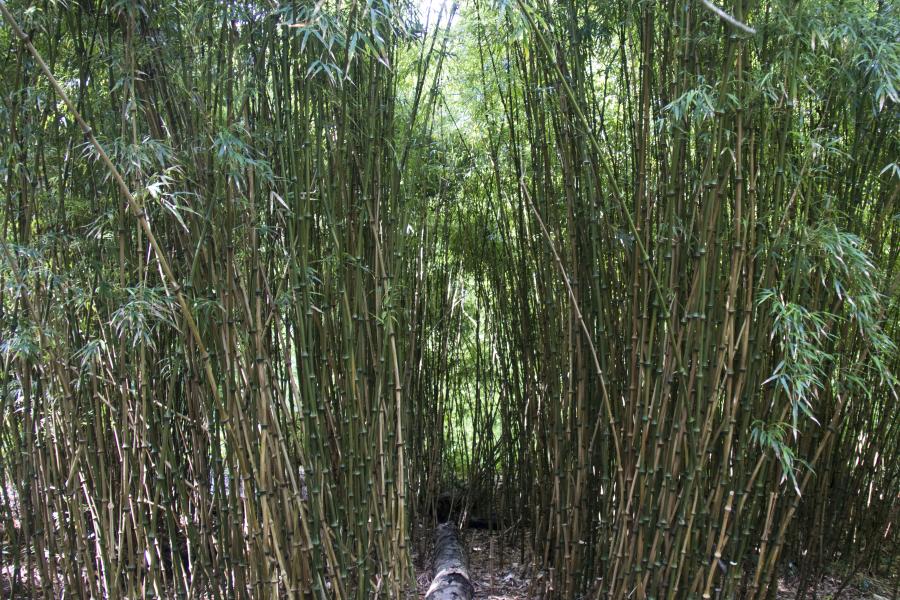 The Bamboo Garden at Treborth Botanic Garden