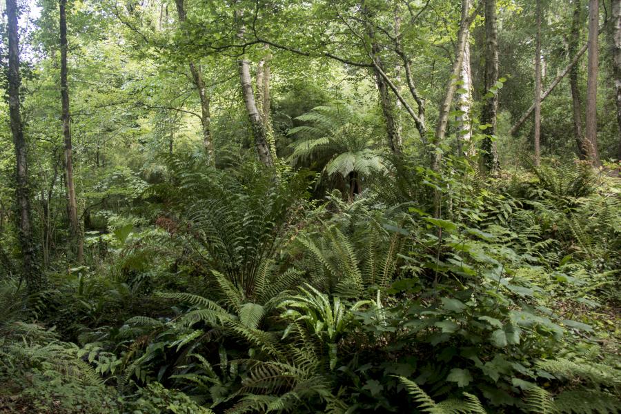 Ferns and trees at the Bog Garden in Treborth Botanic Gardens