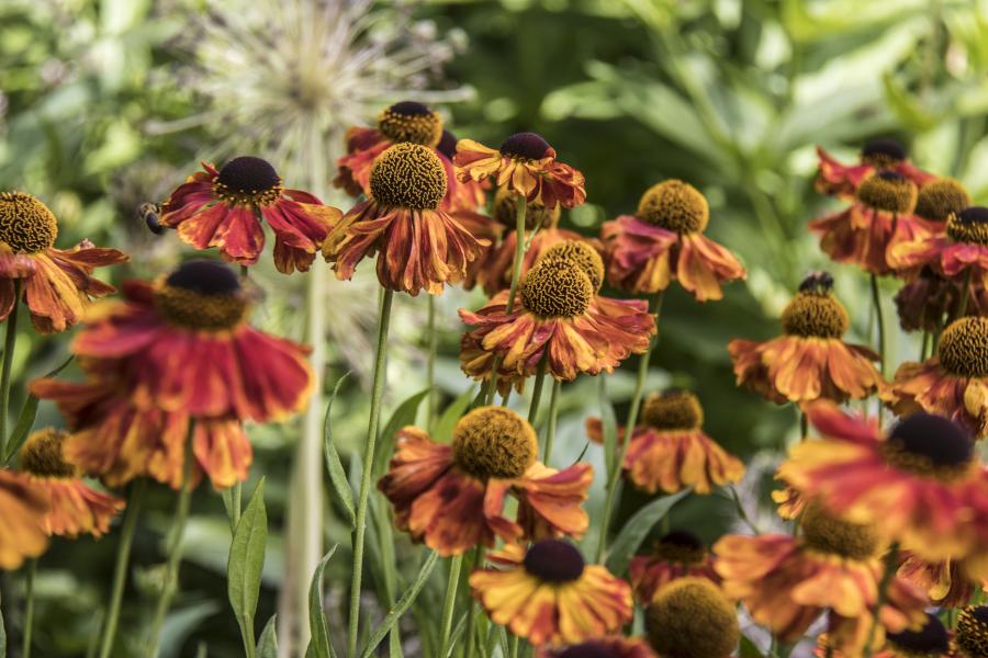 Orange flowers at the Butterfly Border, Treborth Botanic Garden