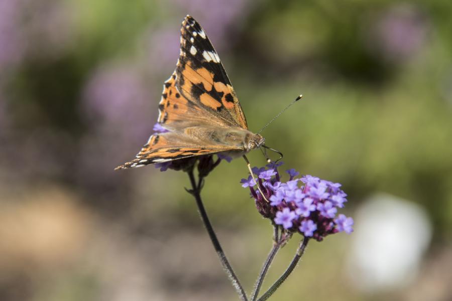 Butterfly on verbena in the Butterfly Border, Treborth Botanic Garden