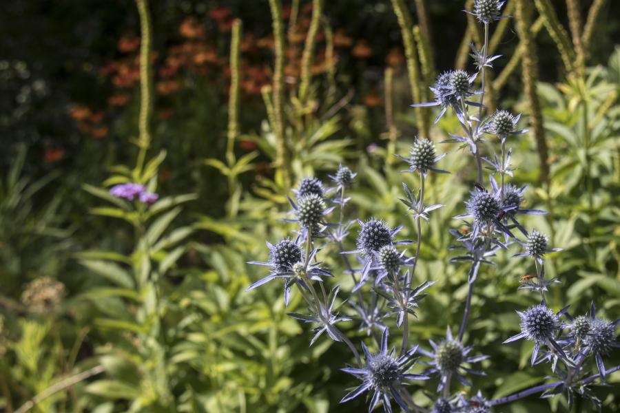 Sea holly at the Butterfly Border, Treborth Botanic Garden