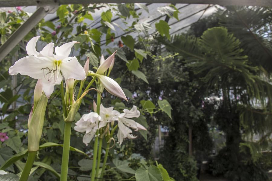 Flowers at the Cool House Conservatory, Treborth Botanic Garden