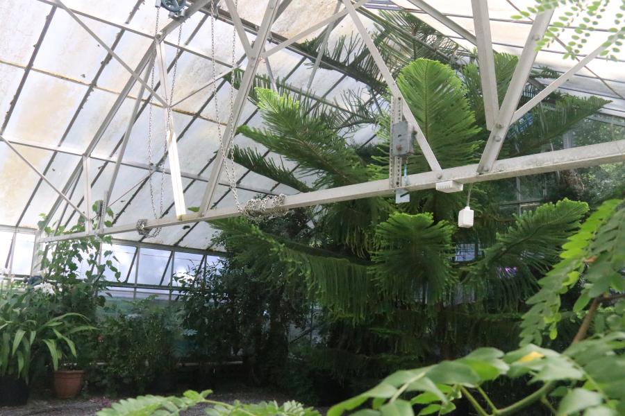 Cool House Conservatory, Treborth Botanic Garden