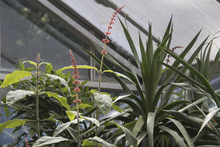 Cool House Conservatory, Treborth Botanic Garden