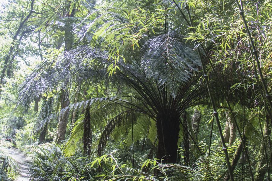 Dicsonia Fern