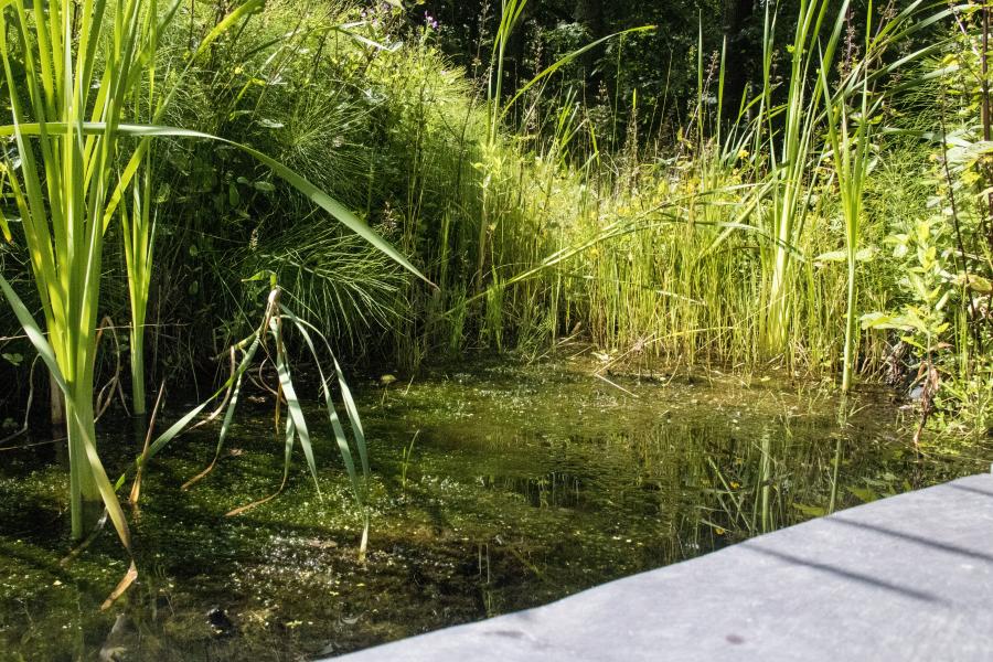 A pond at Treborth Botanic Garden