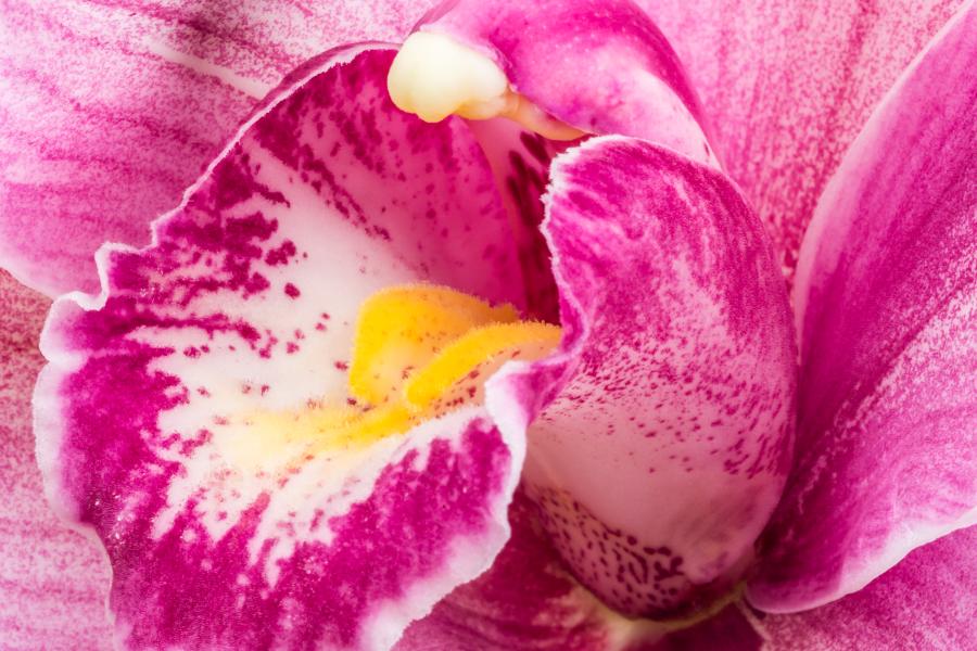 Orchid in the Orchid House, Treborth Botanic Garden