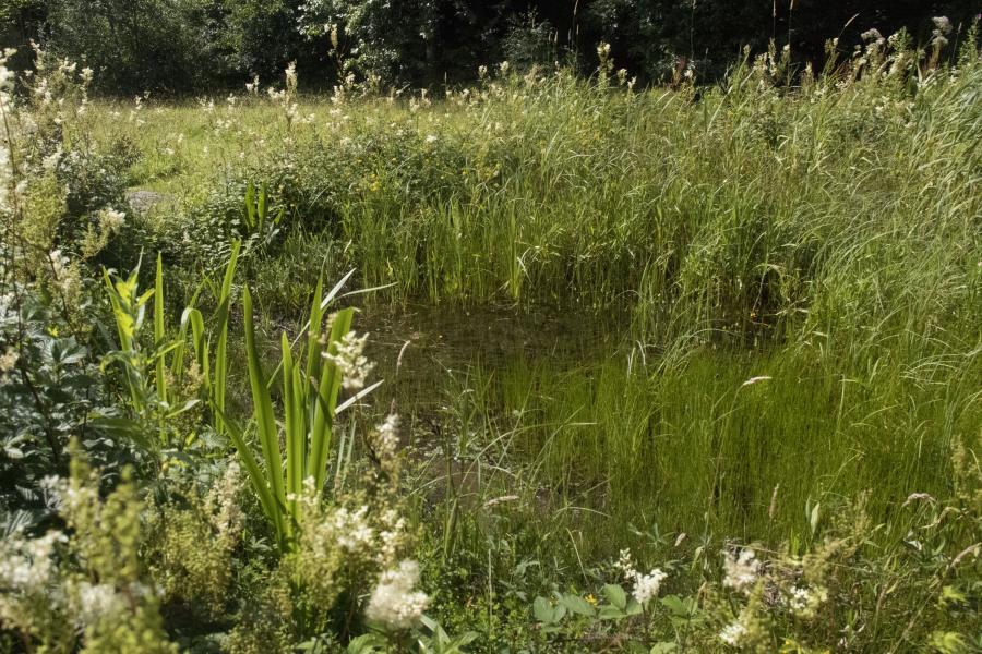 A pond at Treborth Botanic Garden