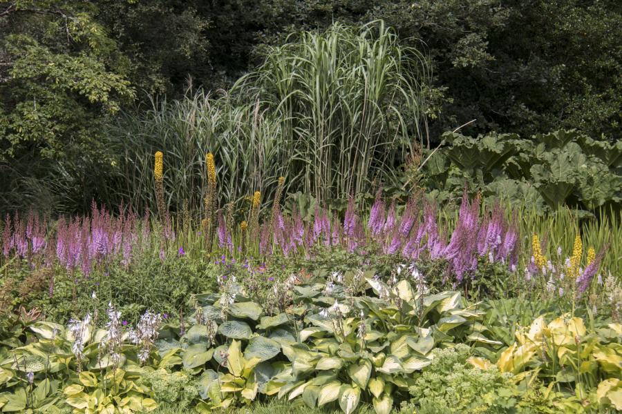 A pond at Treborth Botanic Garden