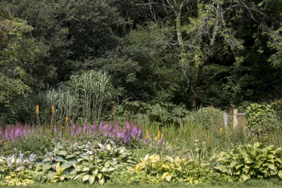 A pond at Treborth Botanic Garden