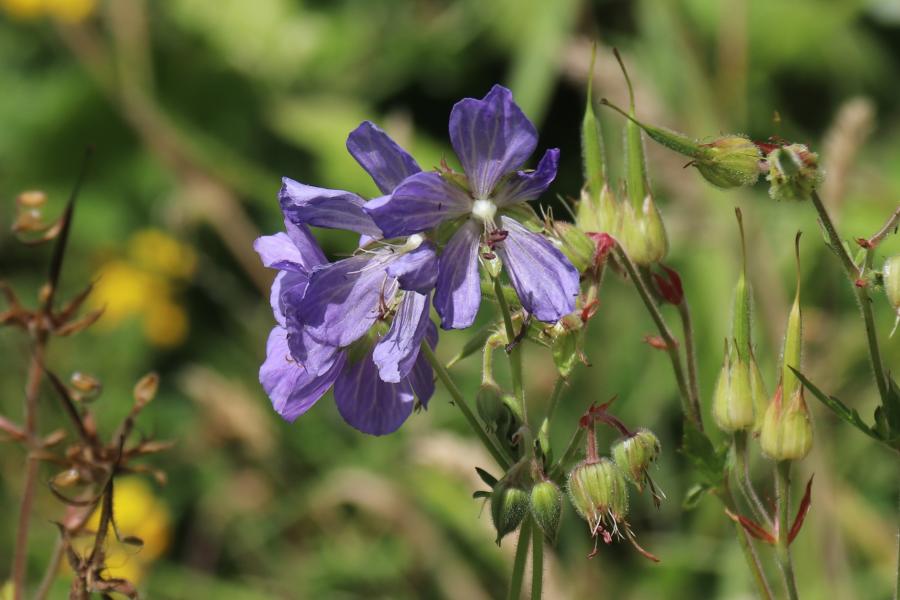 A blue flower, Meadow Crane's-bill at one of the ponds at Treborth Botanic Garden