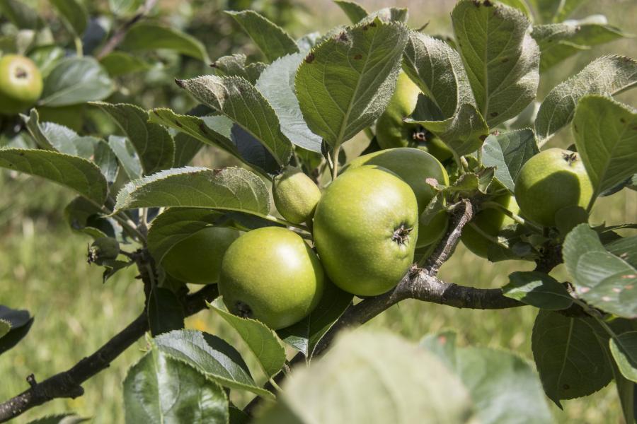Apples on a tree in the Orchard at Treborth Botanic Garden