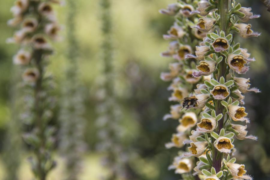 Rusty foxglove at the Rock Garden in Treborth Botanic Garden