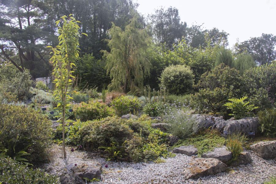 The Rock Garden at Treborth Botanic Garden