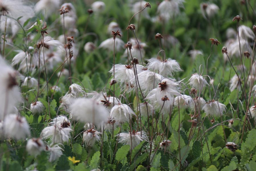 Cottongrass at the Rock Garden, Treborth Botanic Garden
