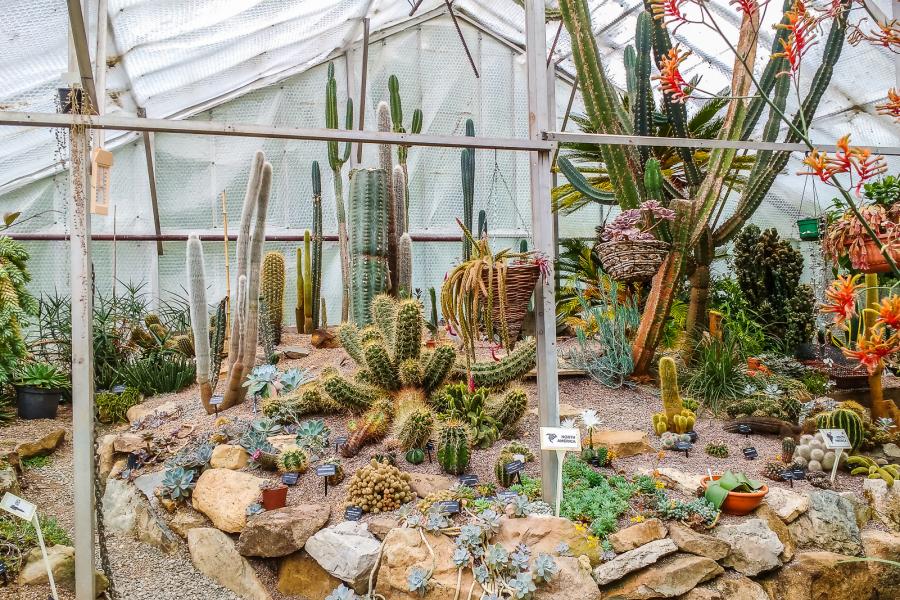 Temperate House, Treborth Botanic Garden