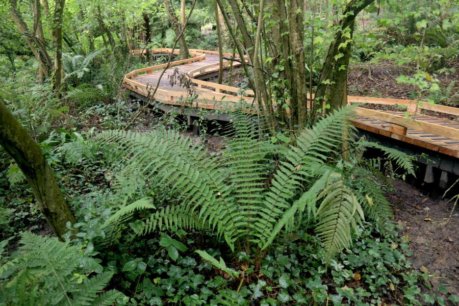 A wooden boardwalk winds through a lush, green forest with dense foliage and ferns. The path is elevated above the forest floor, allowing for an unobstructed view of the surrounding vegetation.