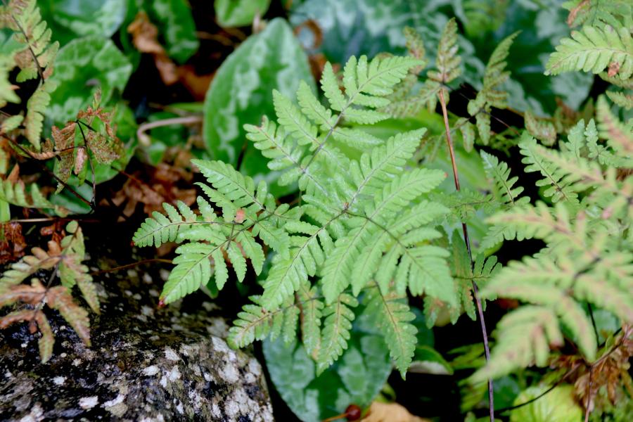 Close-up of vibrant green fern leaves with delicate fronds, surrounded by other foliage and a textured rock. The detailed structure of the ferns stands out against the darker background.