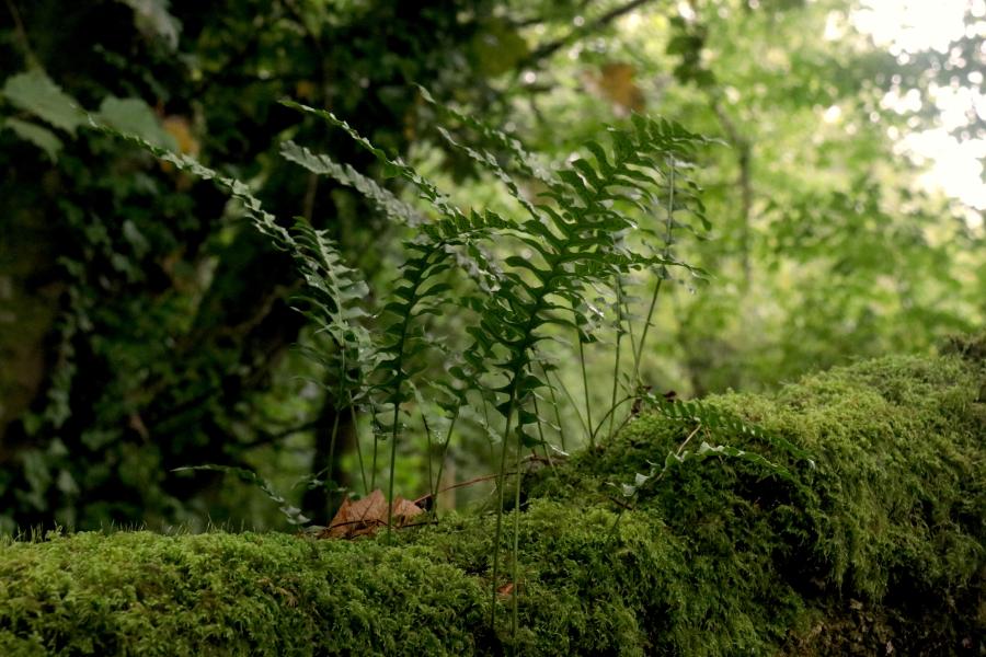 Close-up of fern plants growing on a moss-covered log in a lush forest. The background features dense foliage and trees, creating a peaceful natural scene