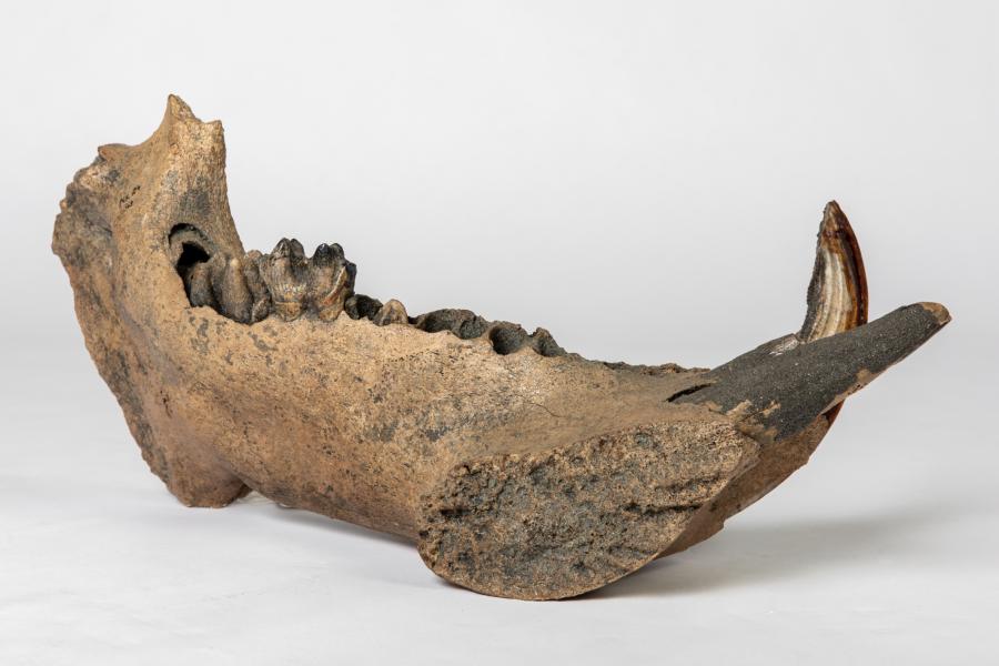 Left mandible fragment of a female hippopotamus
