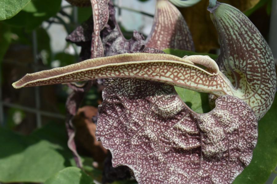 Aristolochia labiata - a carnivorous plant