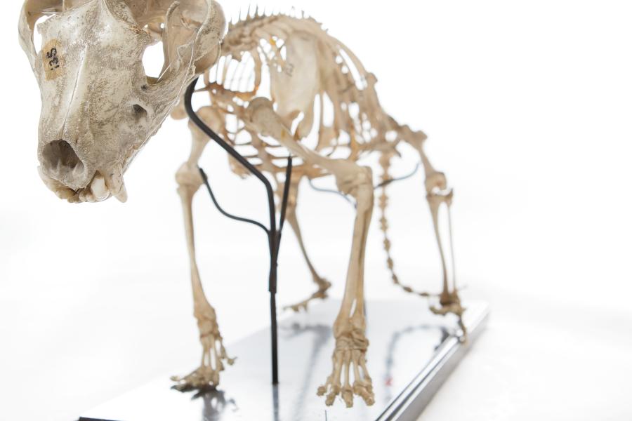 Picture of a Brambell skull