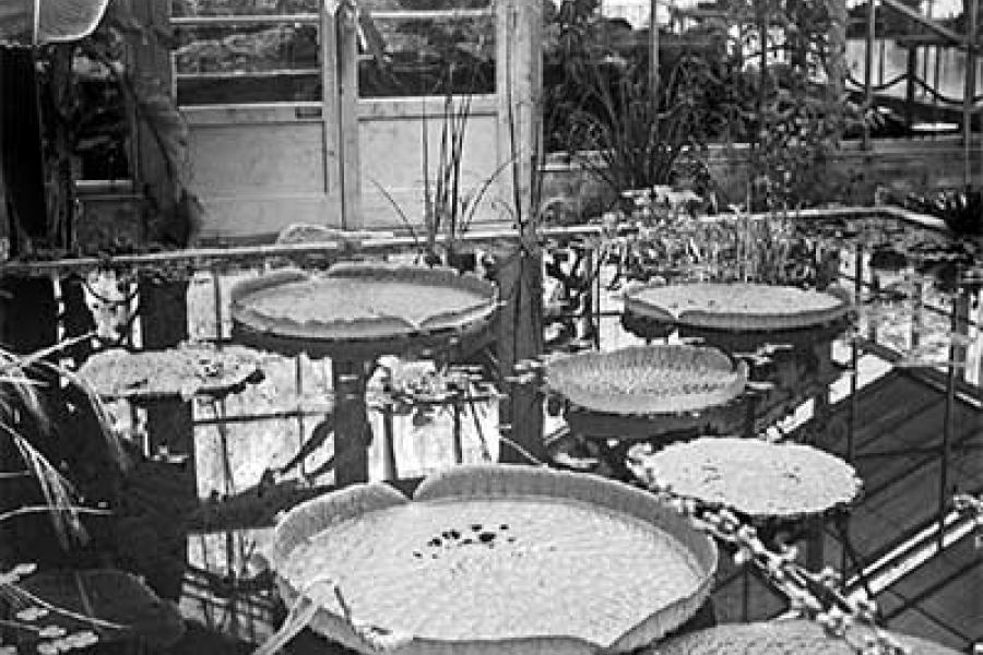 Historic image of the lily pond at Treborth
