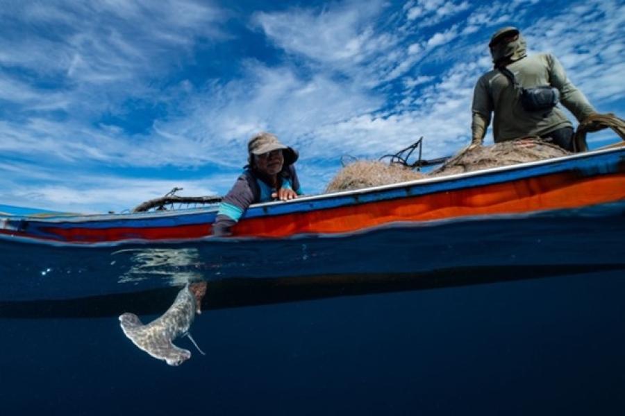 An international project led by Bangor University is aiming to support recovery of shark and ray populations through evidence-based action in Indonesia.
