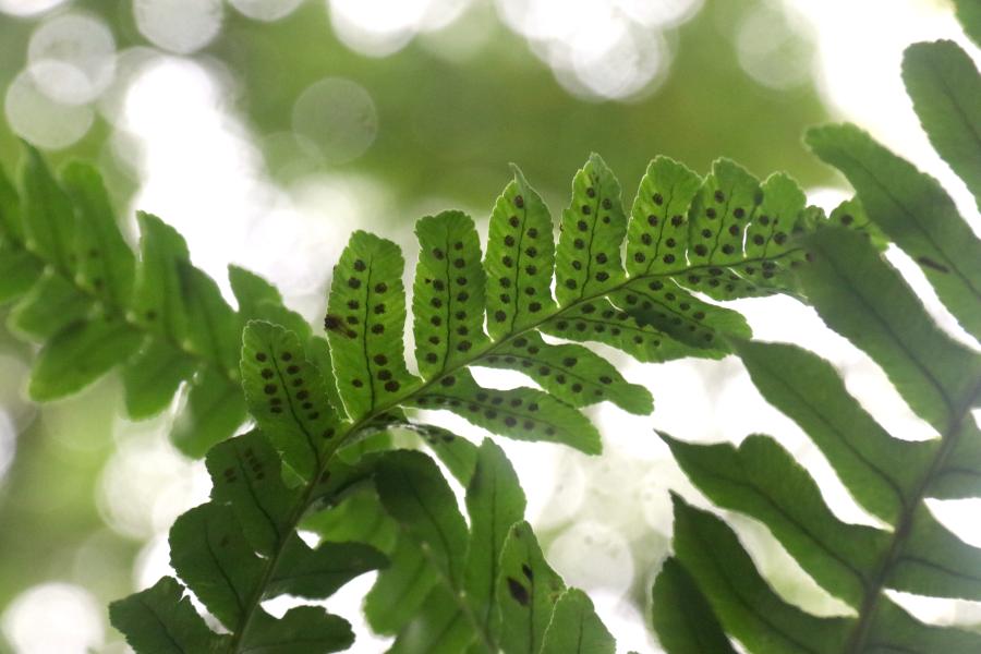 A close up of the back of a fern leaf Polypodium interjectum