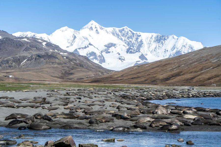 Elephant seals on South Georgia
