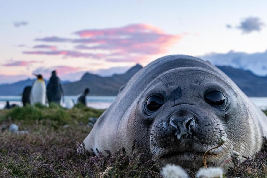 Elephant seal