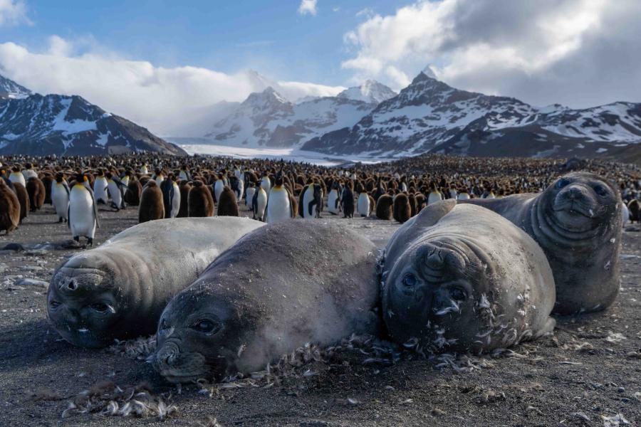 Elephant seals
