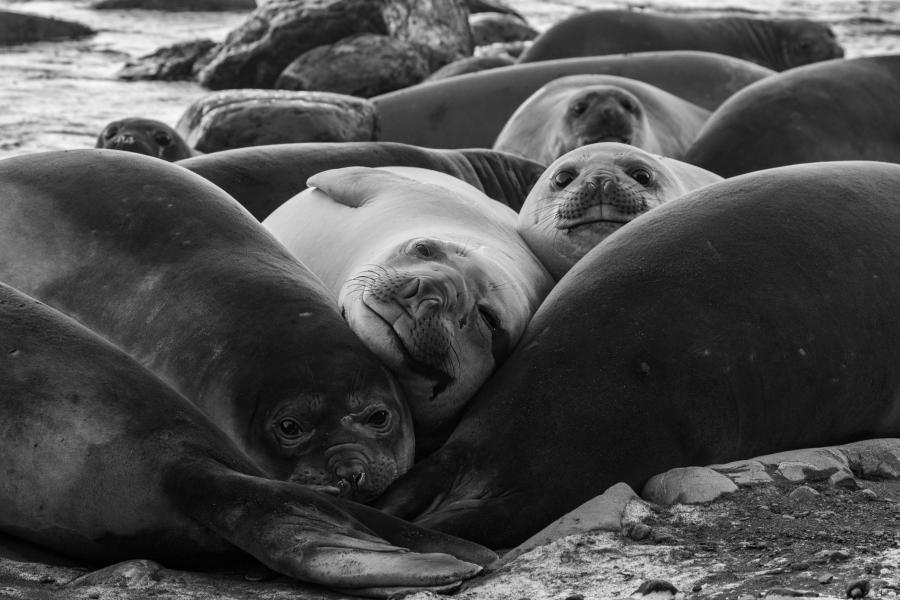 Elephant seals
