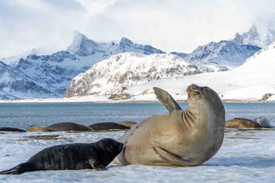 Elephant seals
