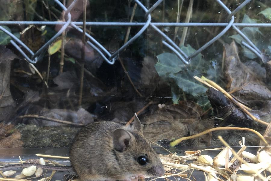 BF support to Brambell pond redevelopment