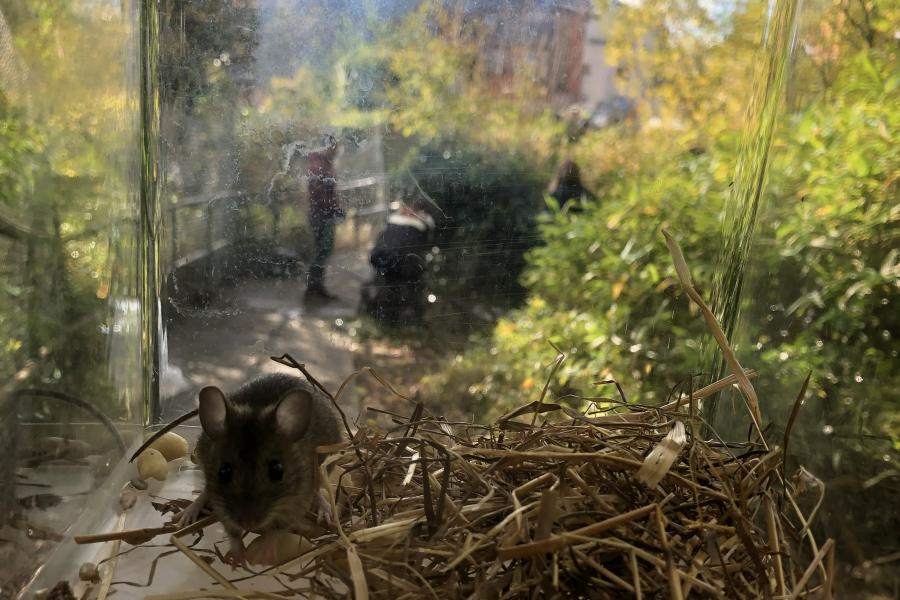 BF support to Brambell pond redevelopment