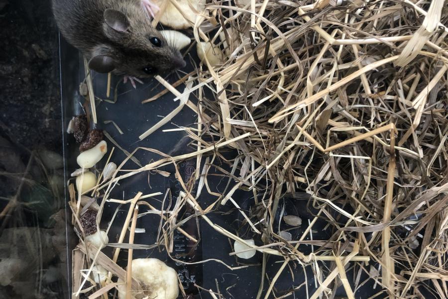 BF support to Brambell pond redevelopment