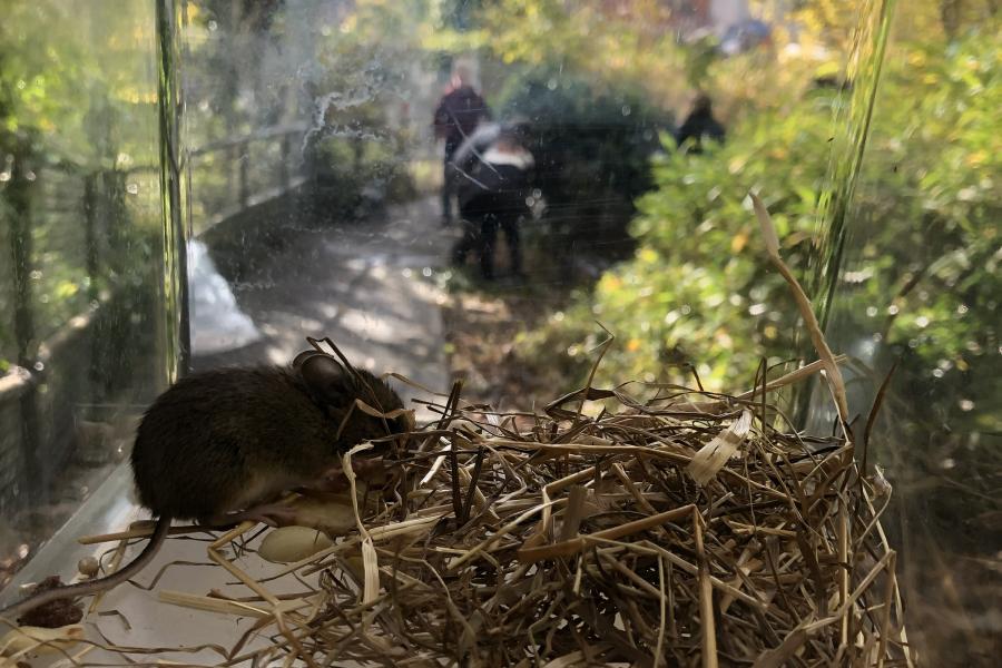 BF support to Brambell pond redevelopment