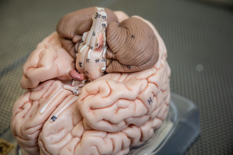 A model of a brain