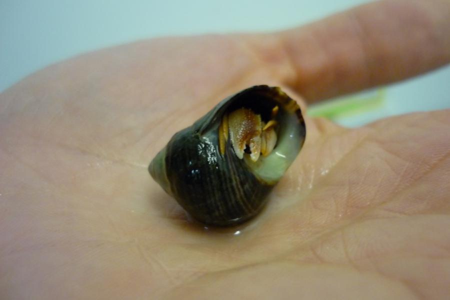 Hermit crab being held in a human hand