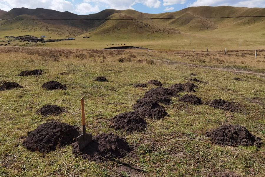 Zokor mounds