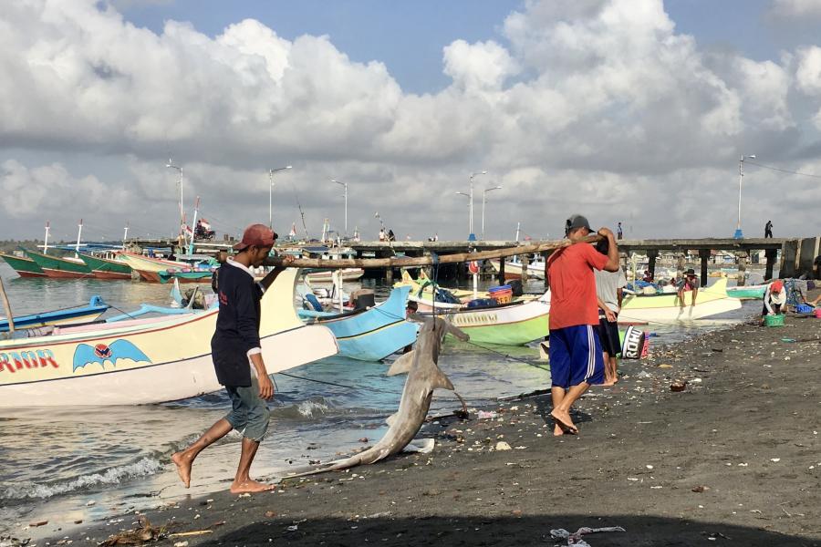shark fishery