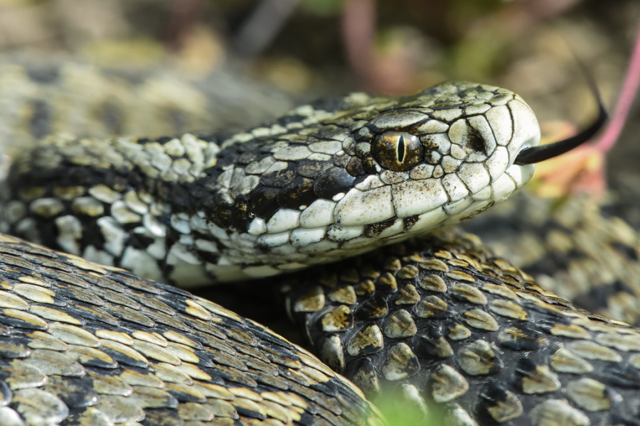 Vipera ursinii moldavica Moldavian meadow viper