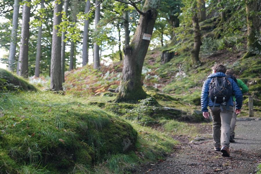 Students walking in the woods