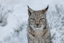 Ancient DNA helped us uncover the Iberian lynx’s potential secret